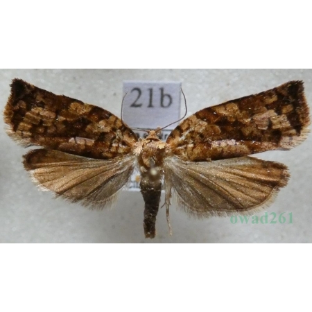 Archips oporana (Linnaeus, 1758) Zwójka sosnówka Czech21b